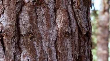 Doğal çam ağacı kabuğu dokusu yakın plan. Ormanda sert kahverengi ahşap yüzey.