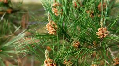 Bahar mevsiminde çam ağacı poleni kozalakları ve yakında yeşil iğneler. Alerji konsepti