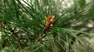 Bahar çiçeklenirken orman rüzgarında sallanan polen konileri ve taze yeşil iğneli çam dalları. Doğal orman ekosistemi