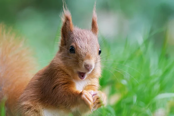 Una Ardilla Está Asombrada Alegre — Foto de Stock