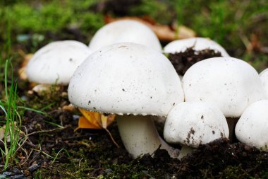 Agaricus sonbaharda çayırda mantarlar