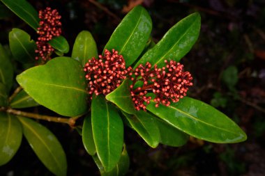 Bir skimmia japonica 'nın bütünü (Rutaceae)