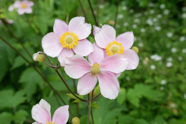 Anemone hupehensis, çiçek açmış şakayığa yaklaş.