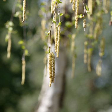 Bildunterschhuş çiçekleri, arka plandaki bulanık bir ağaçta bir dalda asılı duran kedi derileri.