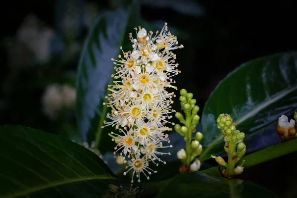 Prunus Laurocerasus Inflorescências Loureiro Cereja Com Botões Flores Abertas — Fotografia de Stock