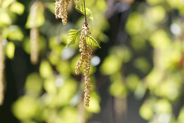 Close Της Σημύδας Catkins Έναντι Θολή Ανοιχτό Πράσινο Φόντο — Φωτογραφία Αρχείου