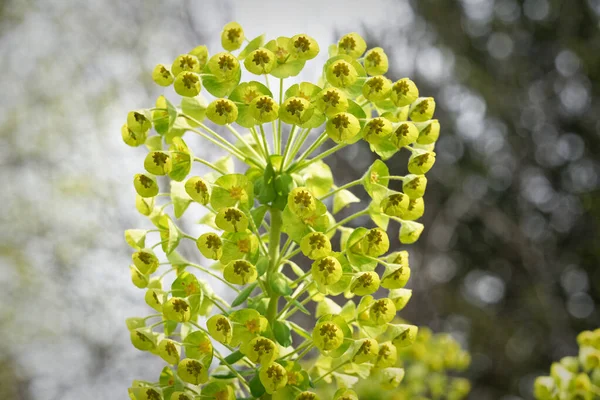 Euphorbia the L, bulanık arkaplana karşı çiçek açan Akdeniz dürtüsü