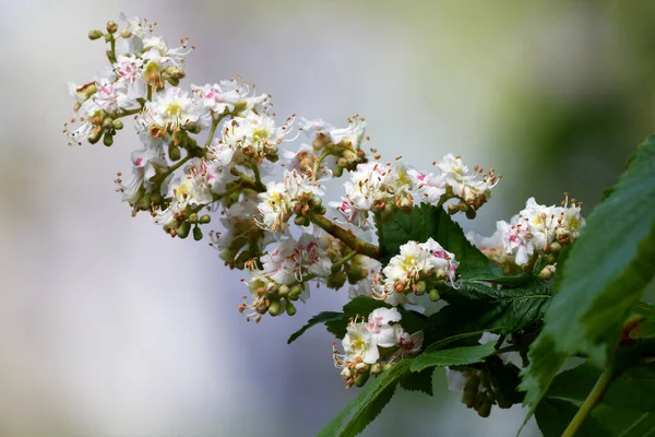 Aesculus Hippocastanum Цветение Конского Каштана Парке Одеколоне Весной — стоковое фото