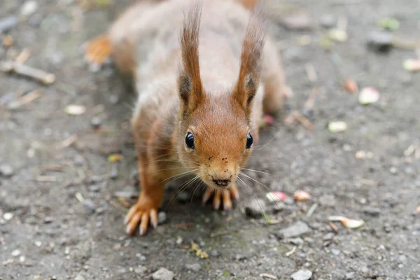 Primer Plano Curiosa Ardilla Linda Mirando Cámara — Foto de Stock