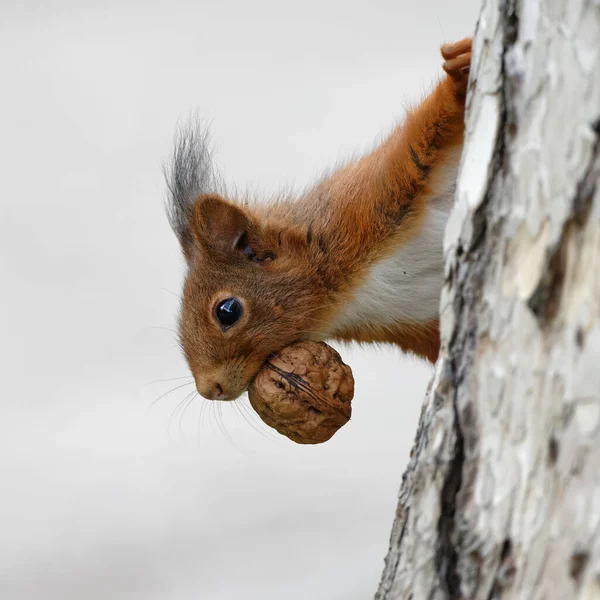 Primer Plano Una Ardilla Trepando Árbol Con Una Nuez Boca — Foto de Stock