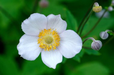 Anemon nemorosa, ahşap şakayık tomurcukları ve bulanık yeşil arka planda çiçek.