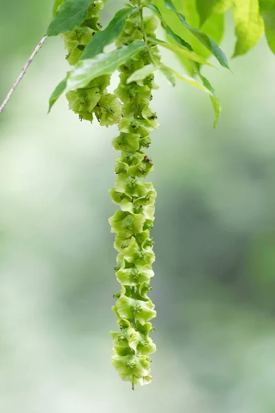 Pterocarya Fraxinifolia Fruits Noyer Blanc Noyer Caucasien — Photo