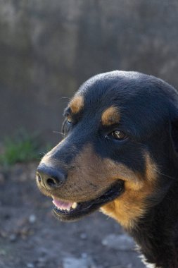 Rottweiler, geçmişi bulanık köpek yüzü üretiyor.