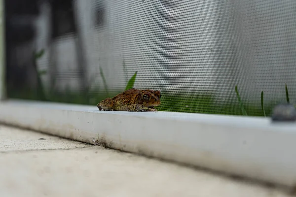 Grenouille Reposant Dans Cour Arrière — Photo