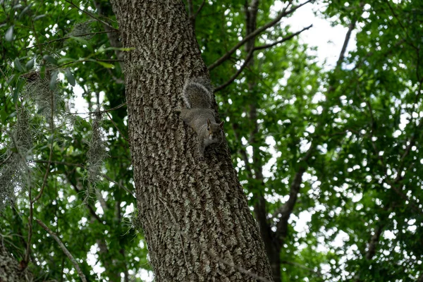 Écureuil Grimpant Arbre Dans Parc — Photo