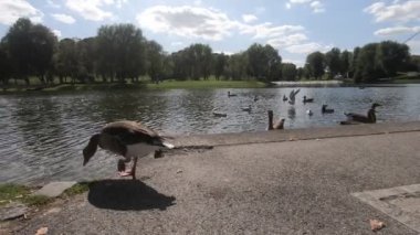 Havuzda yüzen ördeklerin manzarası, insanlarla park sahnesi