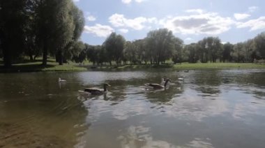 Havuzda yüzen ördeklerin manzarası, insanlarla park sahnesi