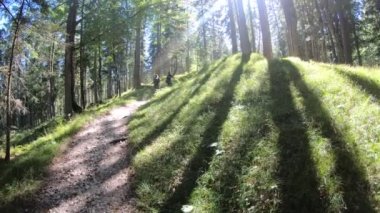 moving on sunny pathway in green pine forest, female hikers in distance