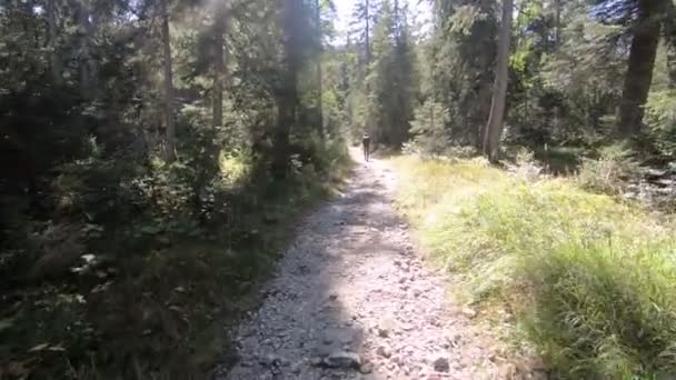 Déplaçant Sur Sentier Ensoleillé Dans Forêt Pins Verts Randonneuse Loin — Video
