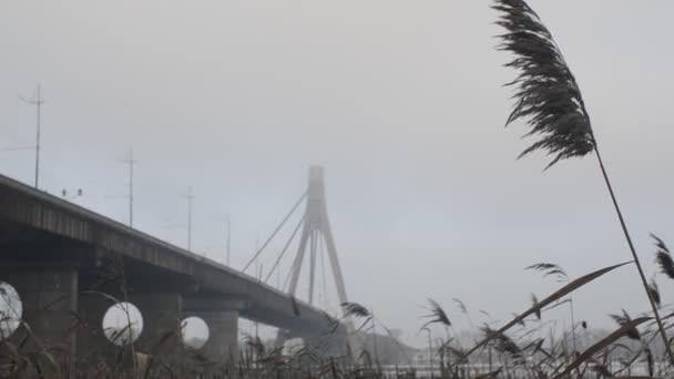Ψηλό Γρασίδι Κινείται Άνεμο Γέφυρα Στο Παρασκήνιο — Αρχείο Βίντεο