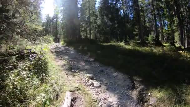 Moving Sunny Pathway Green Pine Forest Female Hiker Distance — Vídeo de stock