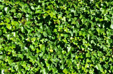 green leaves on wall in bright sunlight
