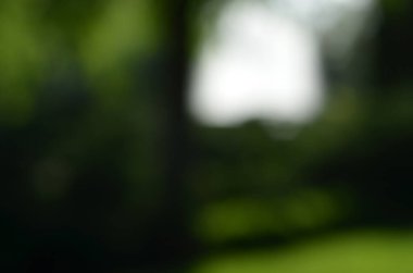 Gün ışığında odağını yitirmiş Kyiv parkı sahnesi