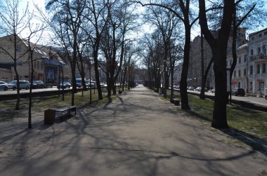 Kyiv Park sahnesinde güneş ışığı altında ağaçlar