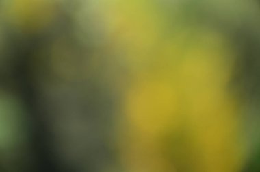 Bulanık yeşil yaprakların soyut arkaplanı