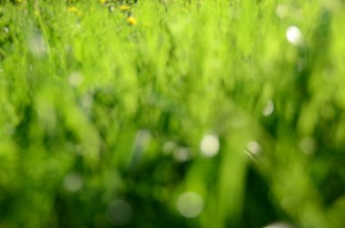 Bulanık doğa görüntüsü, odaklanmamış arkaplan