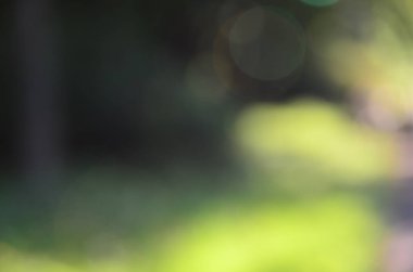 Bulanık doğa görüntüsü, odaklanmamış arkaplan