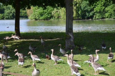 herd of ducks on grass in bright sunlight