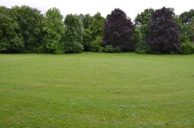 lush green lawn and trees in park scene