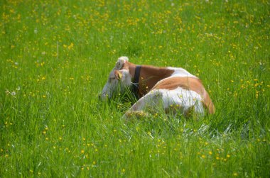 cute cow in green grass on meadow
