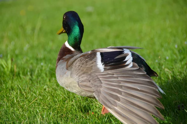 Duck Resting Grass Bright Sunlight — Stock fotografie