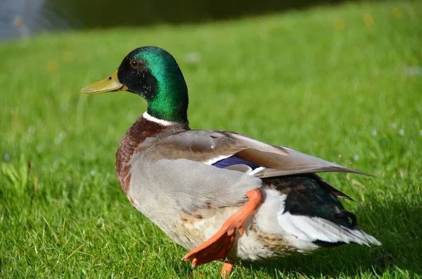 Duck Resting Grass Bright Sunlight — Photo