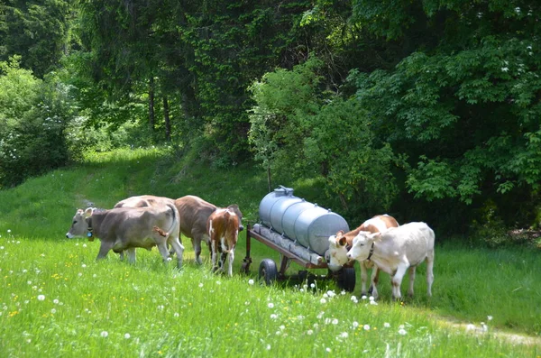 Vacas Pastando Prado Verde Por Globo Metal — Foto de Stock