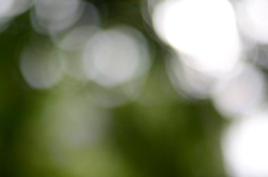 Bulanık yeşil resim, odaklanmamış duvar kağıdı.