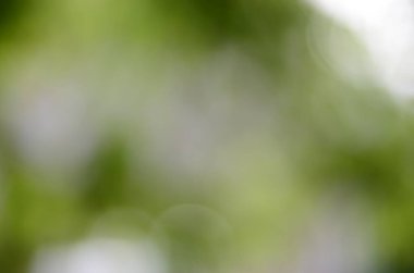 Bulanık yeşil resim, odaklanmamış duvar kağıdı.