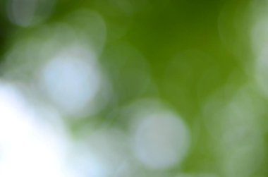 Bulanık yeşil resim, odaklanmamış duvar kağıdı.