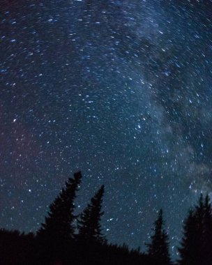 Yıldızlı gökyüzü ve çam ağaçları siluetleri