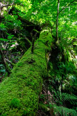 Ağaç gövdesinde yemyeşil yosun var.