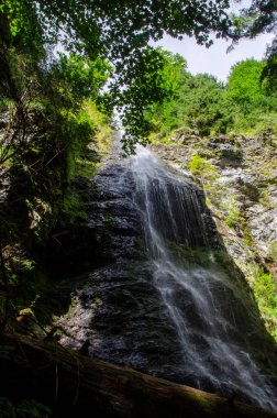 Ormanda akan şelale manzarası