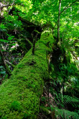 Ağaç gövdesinde yemyeşil yosun var.