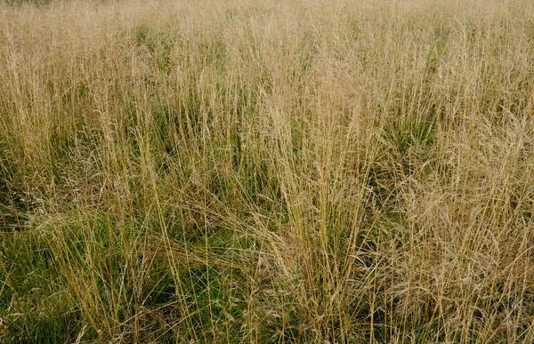 Droog Groen Gras Botanische Opname — Stockfoto