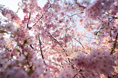 Güzel kiraz çiçeklerinin solucanların bakış açısı