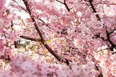 Kiraz çiçekleriyle güzel bir gün batımı