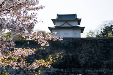 Japon tapınağının önündeki kiraz çiçeği.