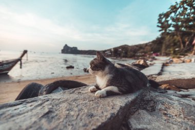 Yavru kedi okyanusa bakıyor. Güneş ışığına hayran.