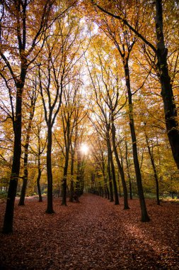 Ormandaki güzel yaprakların üzerindeki inanılmaz güneş ışığı.
